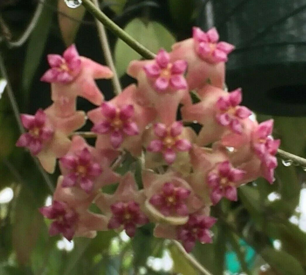 Hoya UT 039 Rooted Houseplant in 2.5" Pot, Vining Foliage, Low Maintenance, Indoor Plant