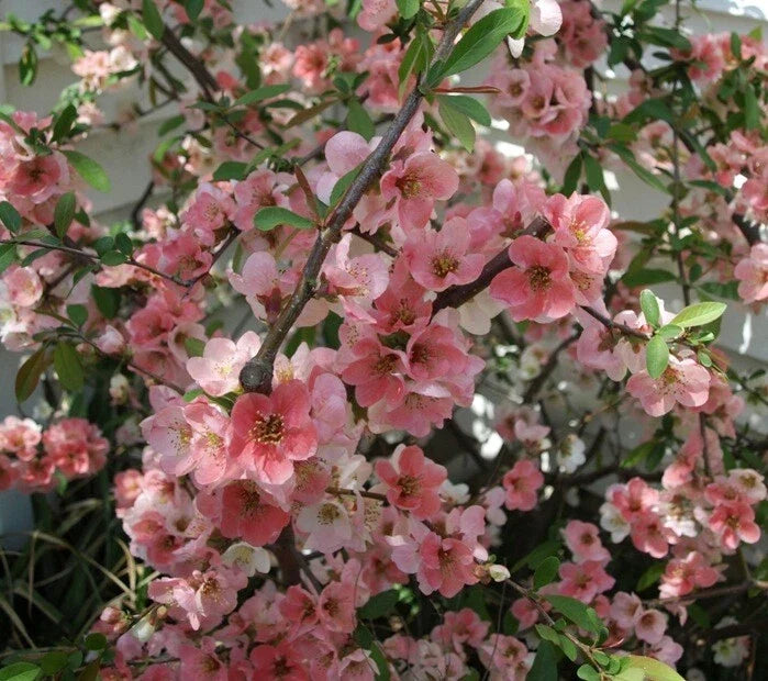 Japanese Flowering Quince Live Plant - Bare Root Shrub 8-12" Chaenomeles speciosa 'Toyo Nishiki' Zones 5-9