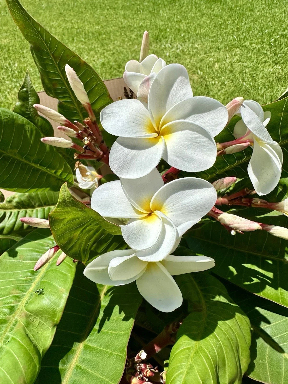 White Plumeria Cuttings 10-12" Root Ready Frangipani Plumeria alba Tropical Flowering Plant