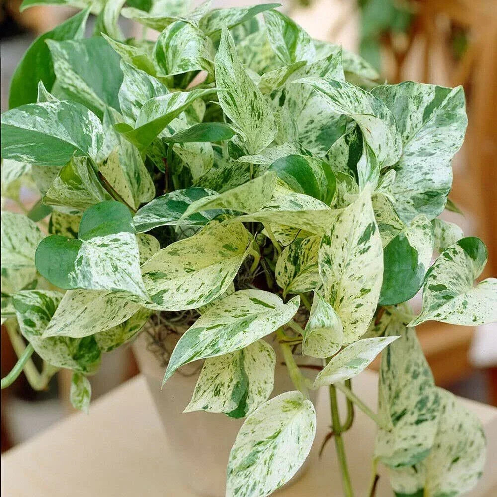 Pothos Ivy Cuttings Combo 6 Pack - Marble Queen, Brazil, N'Joy Indoor Plants for Home Décor