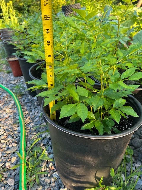 Live Sichuan Pepper Tree Seedlings Lot of 2 - Zanthoxylum simulans Culinary Herb, Spice Plant, 1-Year-Old Potted Shrubs