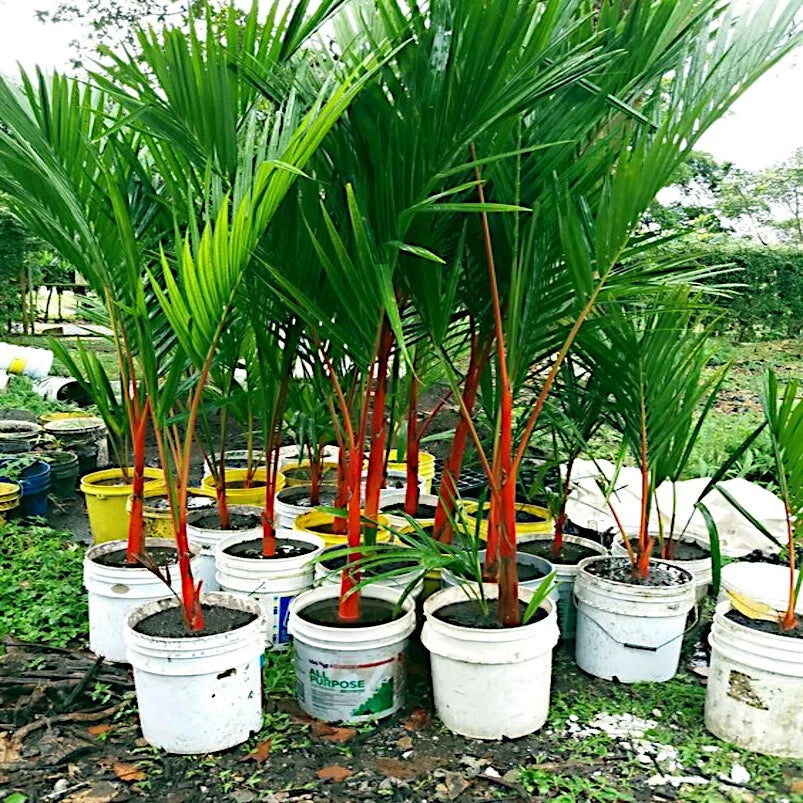 Red Sealing Wax Tree Seeds - Lipstick Palm Cyrtostachys renda - Rare Indoor Plant Seeds for Exotic Tropical Garden