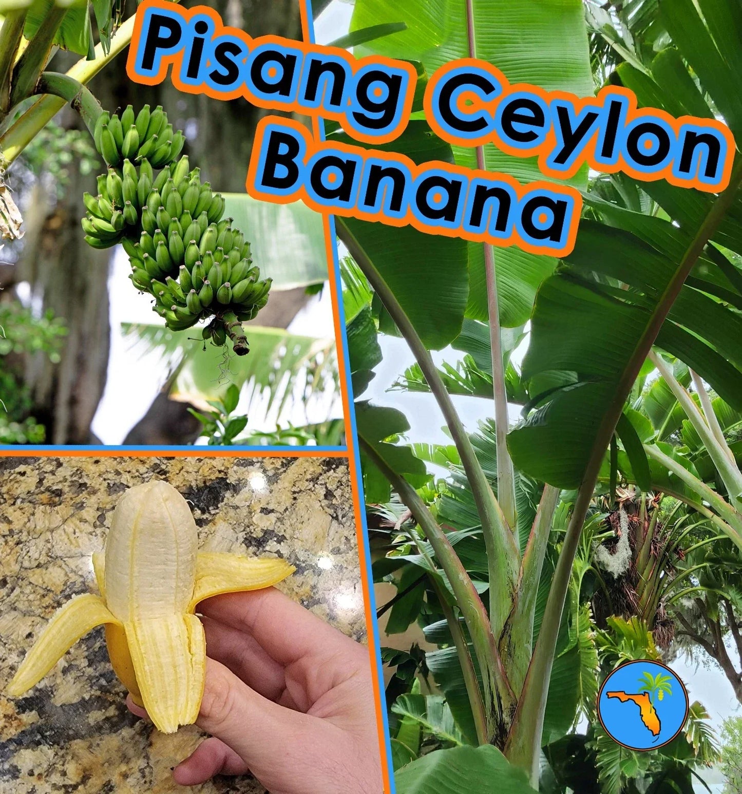 Pisang Ceylon Banana Seeds – Improved Mysore Variety, Berry-Flavored Tropical Fruit, Musa acuminata
