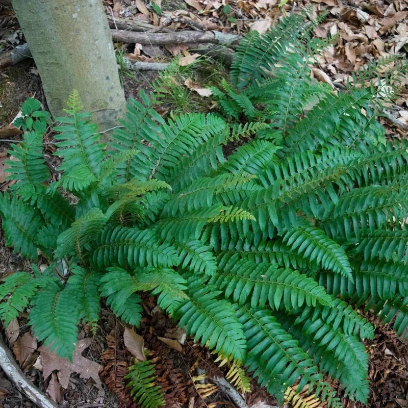 Christmas Fern Roots - 5 Bare Root Plants, Polystichum acrostichoides, Evergreen Perennial Fern, Shade Garden Ground Cover
