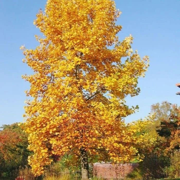 Tulip Poplar Tree Seedling | Live Liriodendron tulipifera for Planting | Fast-Growing Shade Tree