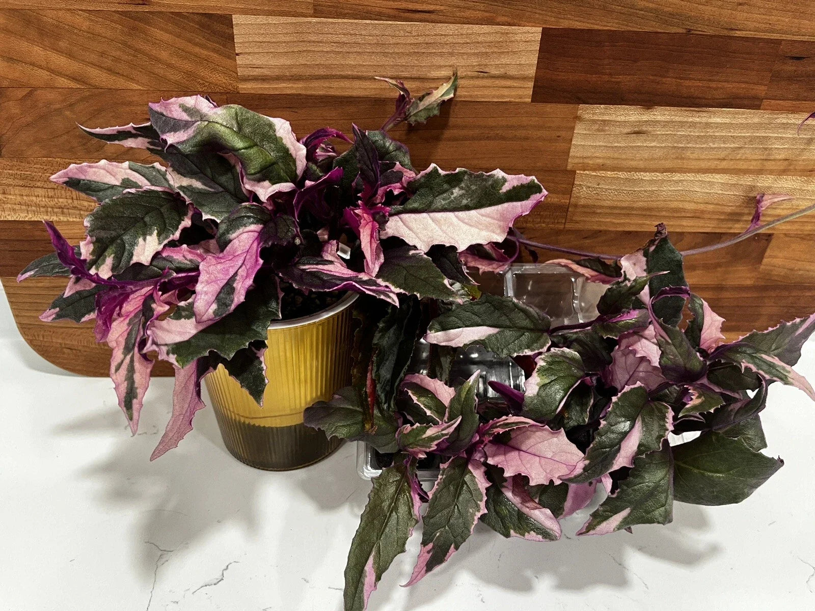 Variegated Purple Passion Plant Gynura aurantiaca - Fully Rooted Houseplant with Colorful Foliage