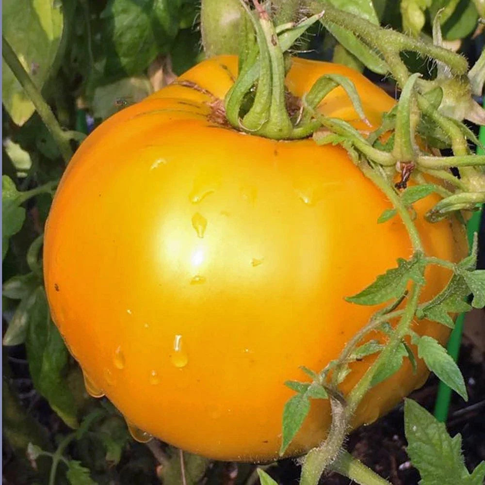 Golden Jubilee Heirloom Tomato Starter Plants - Set of 2, 4-6 Inches, Lycopersicon lycopersicum, Heirloom, Full Sun, Freshly Dug