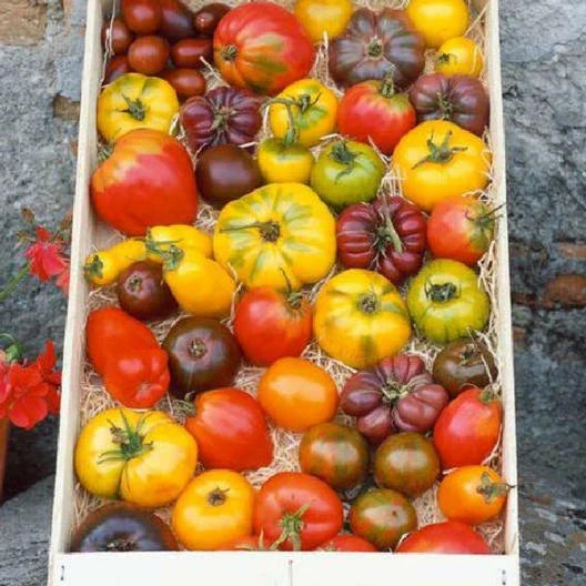 Heirloom Tomato Seeds Mix - 100 Non-GMO Open Pollinated Varieties - Bright Colorful Flavors - Solanum lycopersicum Seed Packet