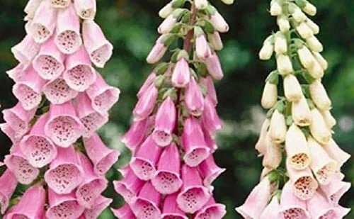 Foxglove Flower Seeds - 1,000+ Mixed Color Digitalis purpurea Seeds for Garden, Borders & Pollinator Attracting