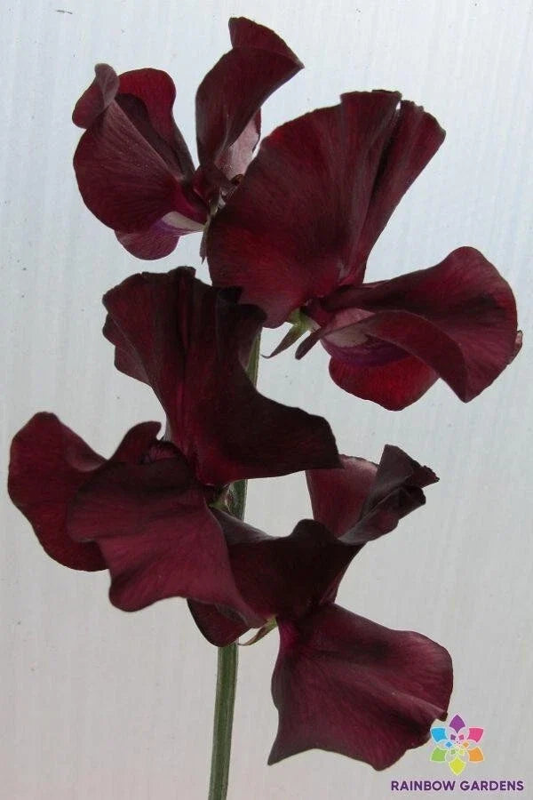 Windsor Sweet Pea Seeds – 50 Pack, Fragrant Annual Flowering Vine, Lathyrus odoratus, USA Grown, Free Shipping