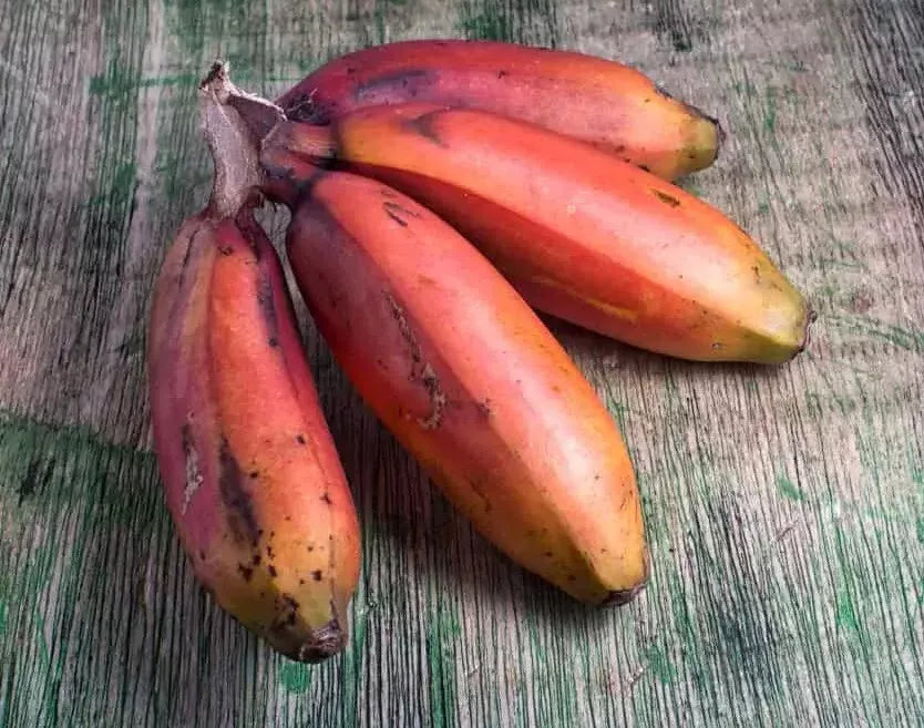 Red Dacca Banana Plant - Live Indoor/Outdoor Musa acuminata 'Dacca' with Red and Green Foliage