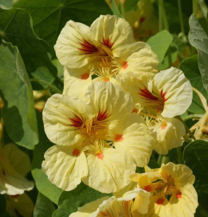 Nasturtium Seeds - Peach Melba Dwarf Edible Flower, Non-GMO, 25 Seeds, Compact Perennial, Tropaeolum majus, USA