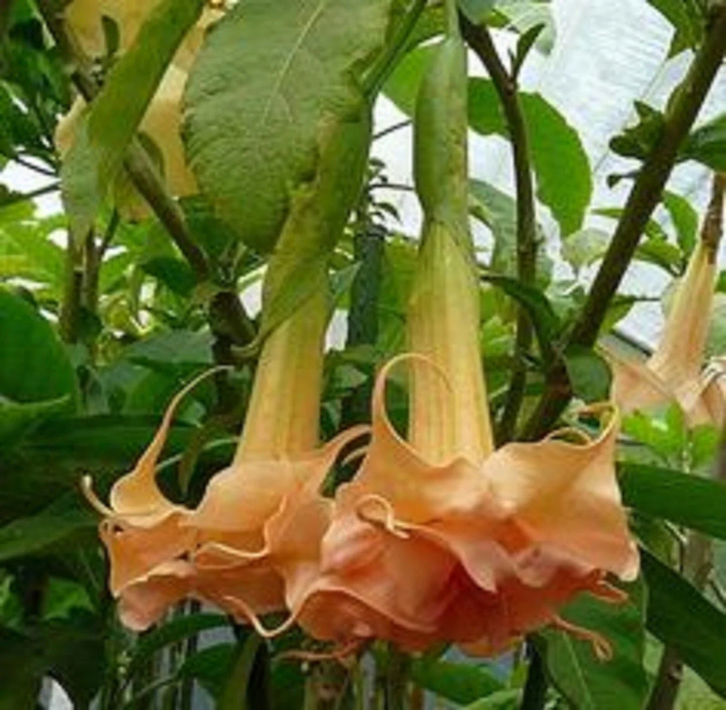 Angels Honeymoon Rose Angel Trumpet Seeds - Brugmansia Datura - 10 Pack Flowering Seeds for Garden, Container, Landscape