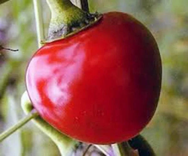 Large Hot Cherry Pepper Seeds, Heirloom, Non-GMO, Capsicum annuum, 500 Seeds for Salsas, Sauces, Pickling