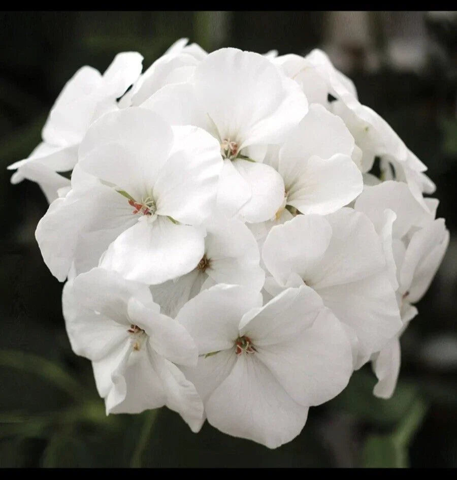 Geranium Live Plant 3-Inch Pot Patriot White Pelargonium × hortorum Outdoor Garden Bed Container