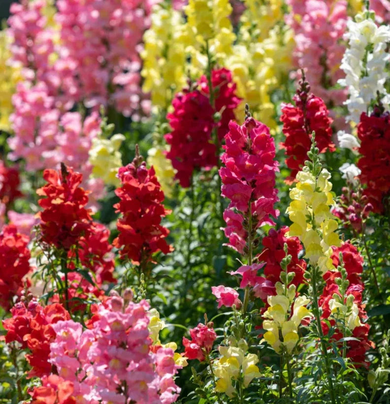 Snapdragon Seeds Pack - Mixed Colors for Cut Flowers - Non-GMO - 6000 Seeds - Antirrhinum majus