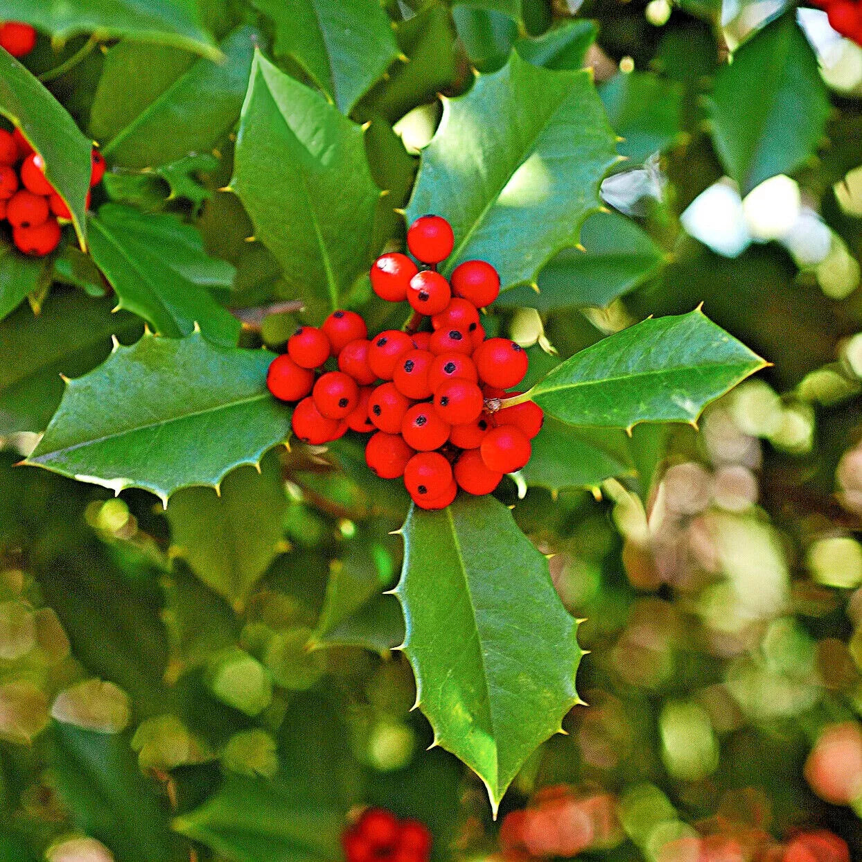 American Holly Cuttings - 20 Thin Cuttings with Leaves - Ilex opaca