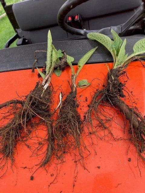 Comfrey Bocking 14 Rooted Crown Cuts 5-Pack | Symphytum × uplandicum Deer-Resistant Perennial Plant