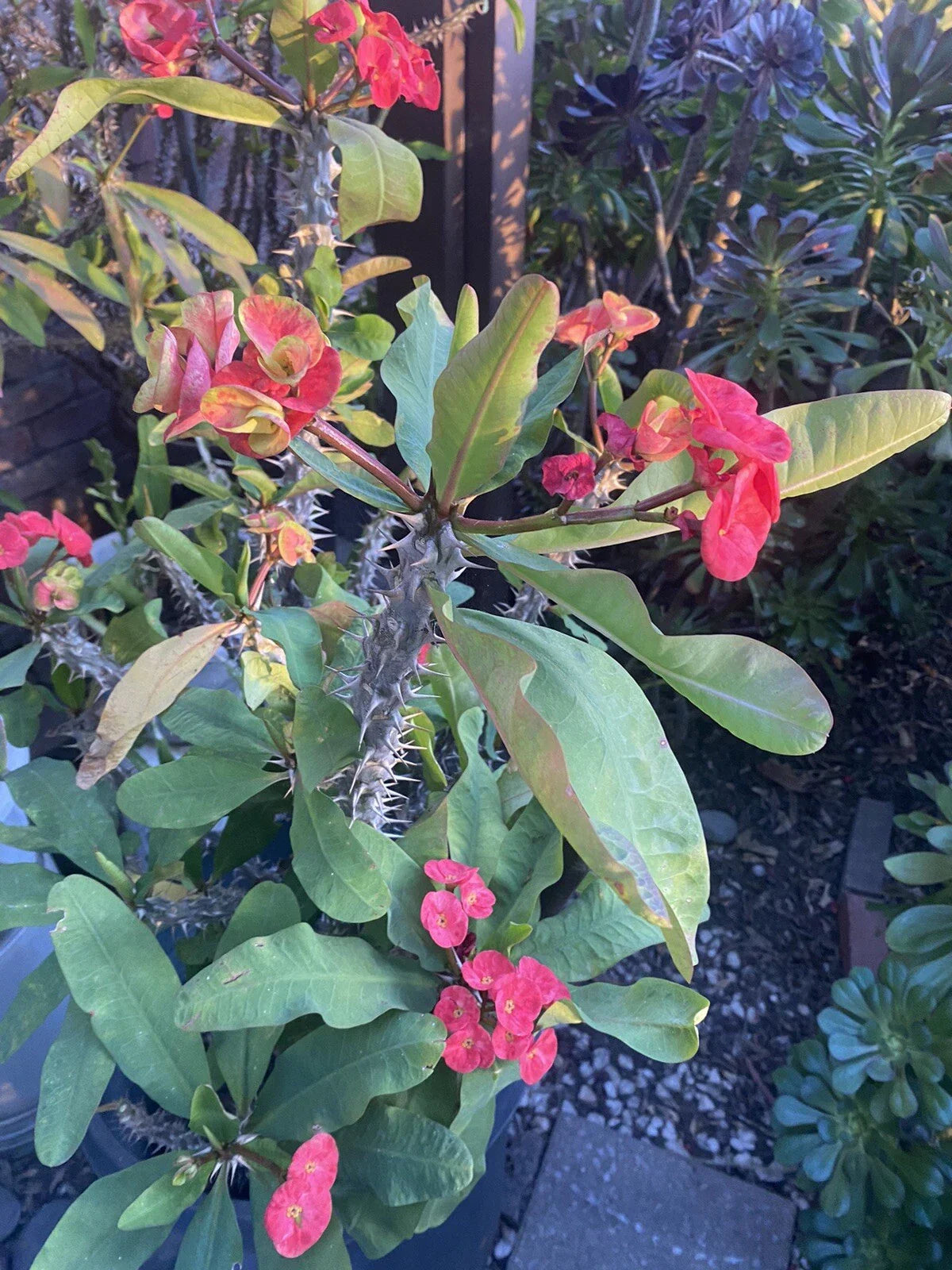 Crown of Thorns Cutting 5 Inch Marble Red & Yellow Euphorbia milii Large Bloom Succulent
