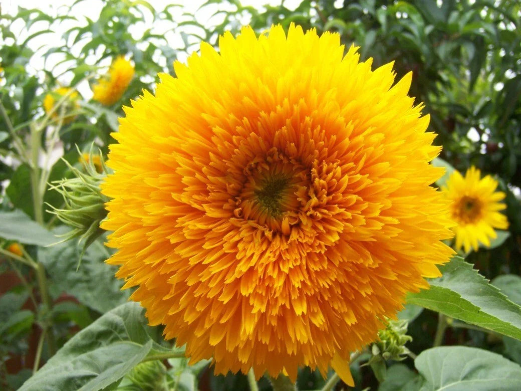 Giant Teddy Bear Sunflower Seeds - 10+ Pack - 7+ Feet Tall - Helianthus annuus