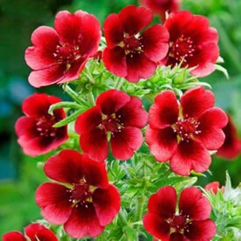 Monarch's Velvet Potentilla Seeds - Organic Perennial Seeds for Vibrant Golden Yellow Blooms, Potentilla fruticosa, USA Grown