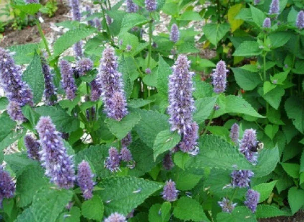 Hyssop Seeds - 200+ Fragrant Blue Perennial Herb Seeds - Hyssopus officinalis - Mint Family - Easy to Grow Garden Seeds