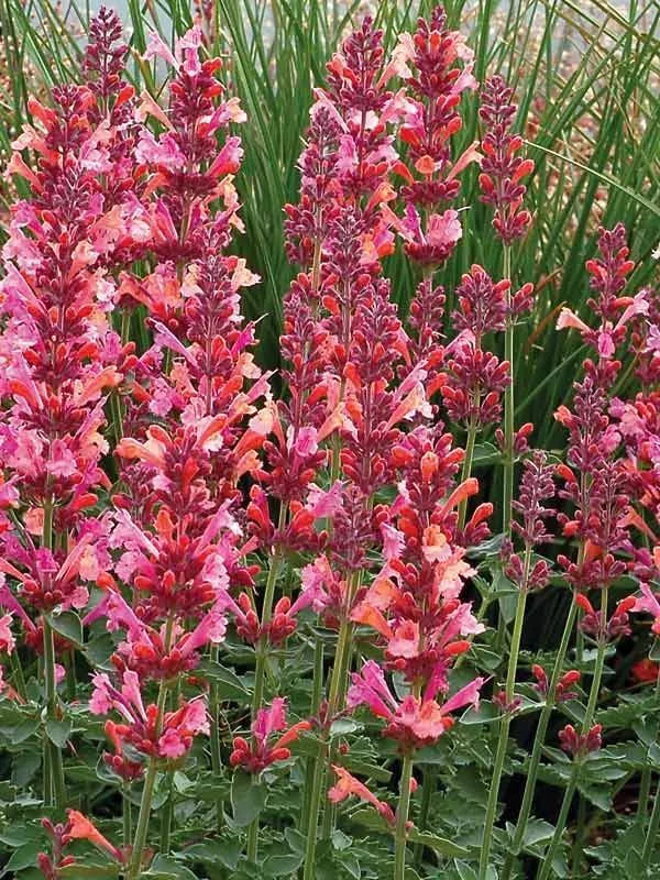 Coral Hyssop Seeds - 100 Perennial Flower Seeds - Agastache - Drought Tolerant, Pollinator Attracting, Full Sun, Hardy Zones 5-10