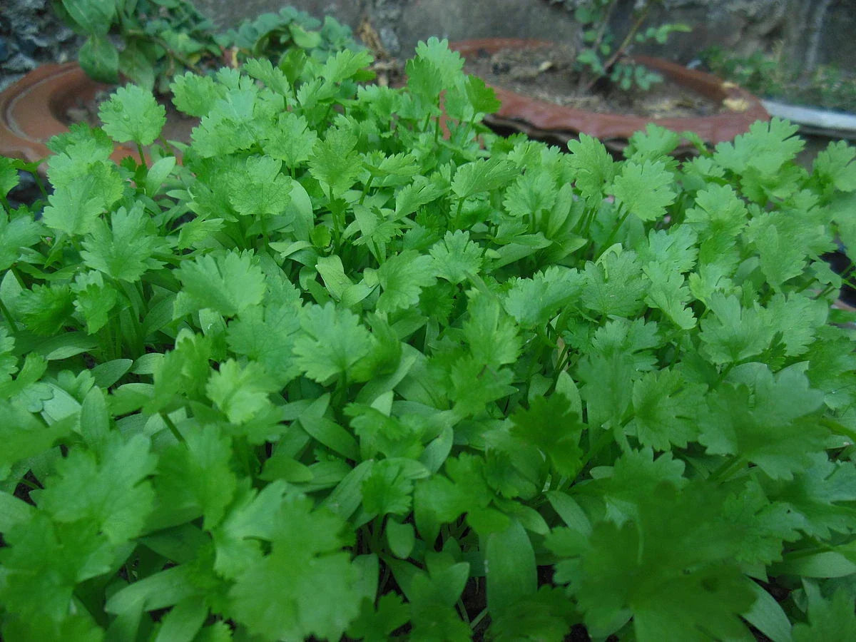 500 Non-GMO Cilantro Seeds | Fresh Coriander Seeds | USA Seller