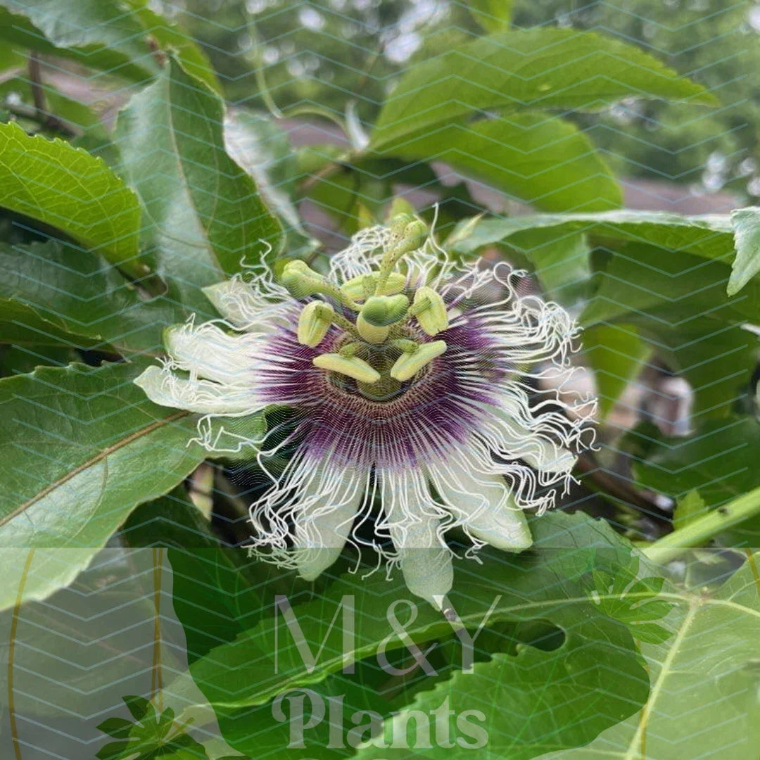 Passiflora edulis Possum Purple Passion Fruit Starter Plants – Organic Climbing Vines with Purple Flowers