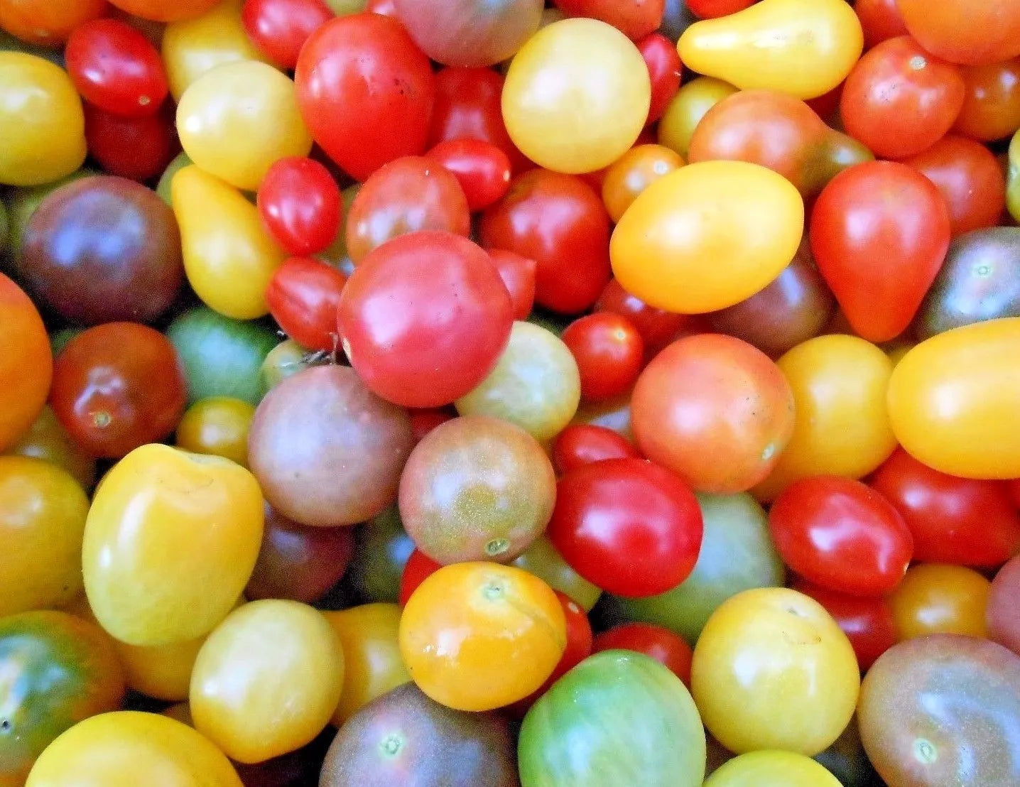 Rainbow Cherry Tomato Seeds - Organic Non-GMO Heirloom Colorful Variety Solanum lycopersicum