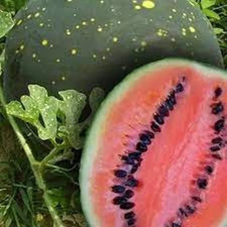Organic Moon and Stars Watermelon Seeds - 20 Pack Citrullus lanatus Non-GMO, USA Grown, Free Shipping