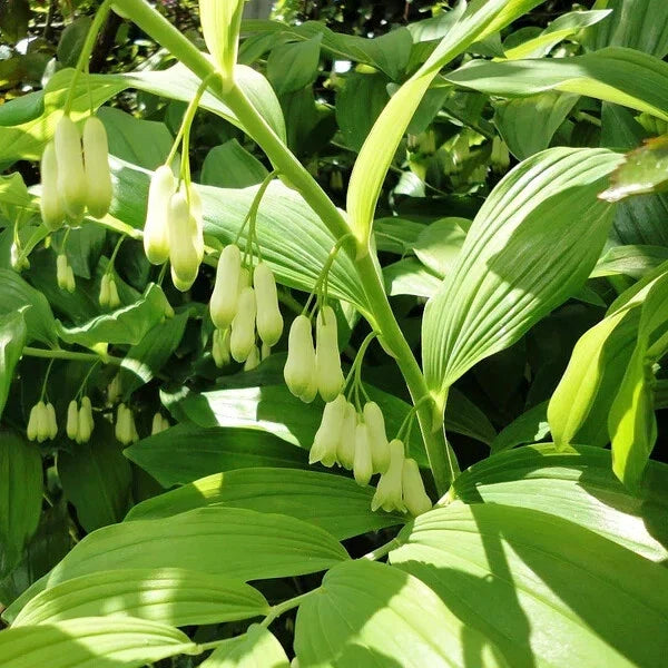 Bare-root Solomon's Seal Plant - Native Perennial Herb - Edible & Medicinal - Polygonatum biflorum