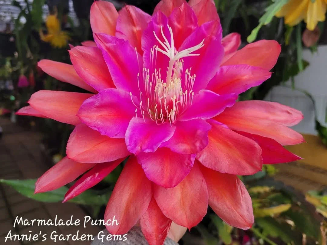 Epiphyllum Marmalade Punch Unrooted Cuttings - 8-10 Inches - Cactus, Climbing, Bright Blooms, Epiphyllum hybrid