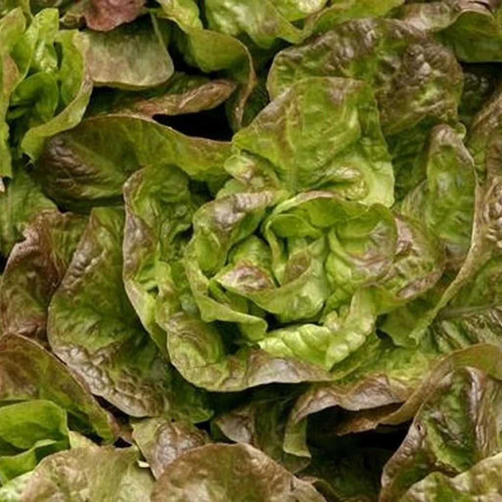 Bronze Mignonette Lettuce Seeds – Non-GMO, Over 600 Seeds, Lactuca sativa, Home Garden, Salad Greens, Compact Leaf Lettuce