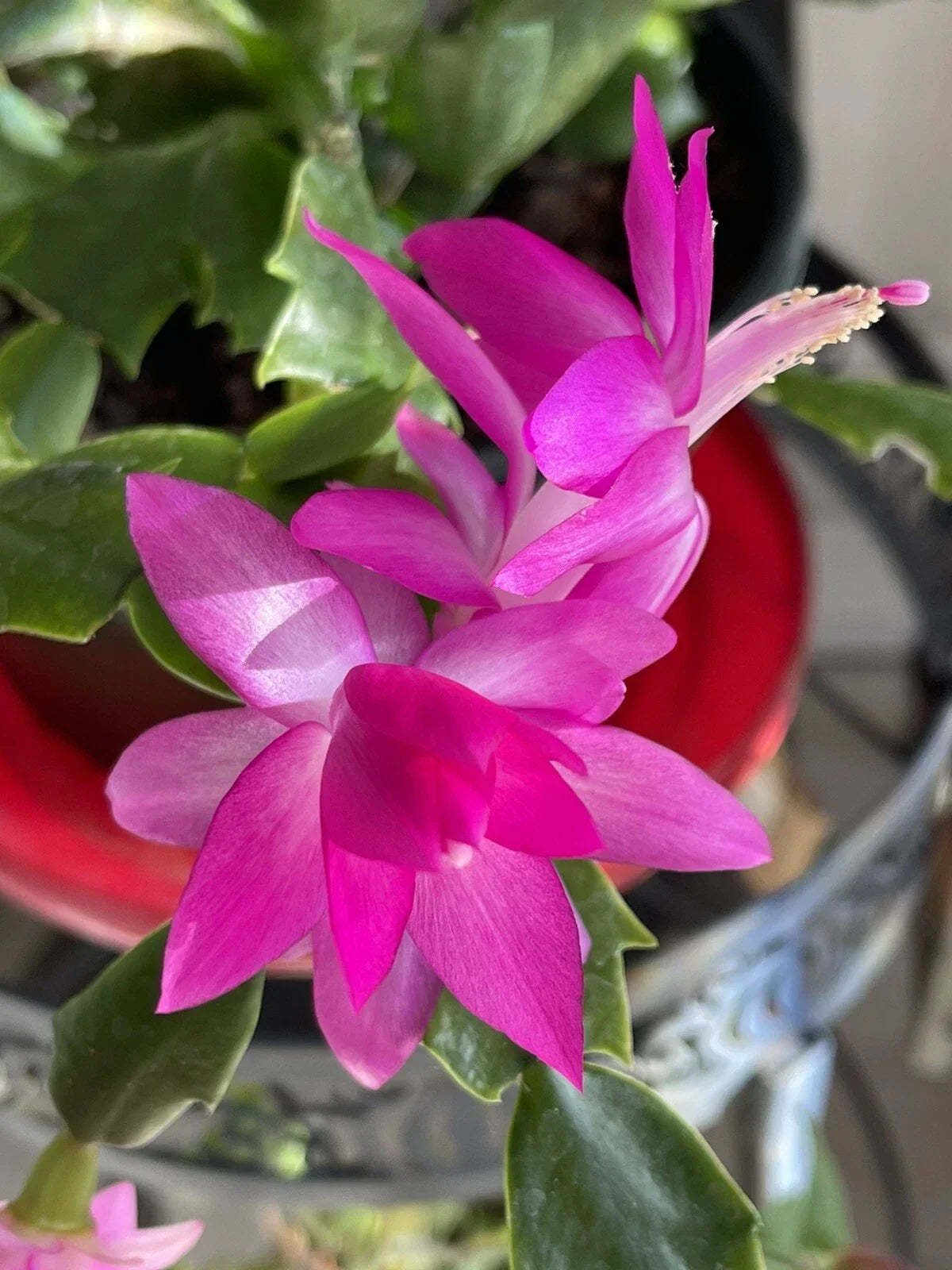 Holiday Pink Cactus Succulent 3-4” Starter Plant - Easy Care Indoor Schlumbergera