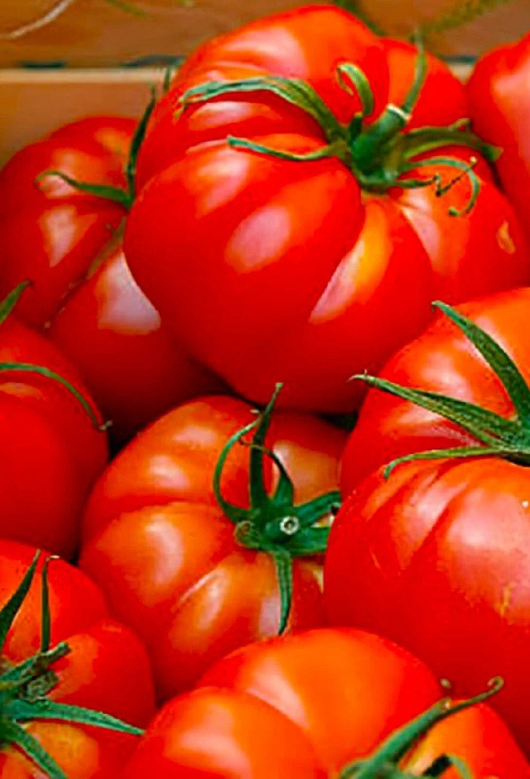 Red Beefsteak Tomato Seeds - Non-GMO Heirloom Variety - Solanum lycopersicum - Pack of 50+ Seeds for Home Gardening
