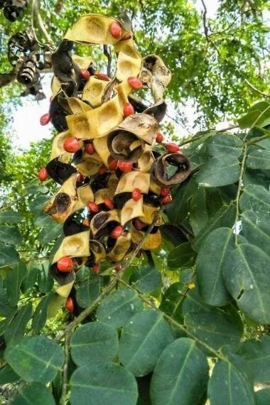 Small Coral Pea Seeds - Adenanthera microsperma Climbing Vine for Gardens & Landscaping, Butterfly & Pollinator Attractant