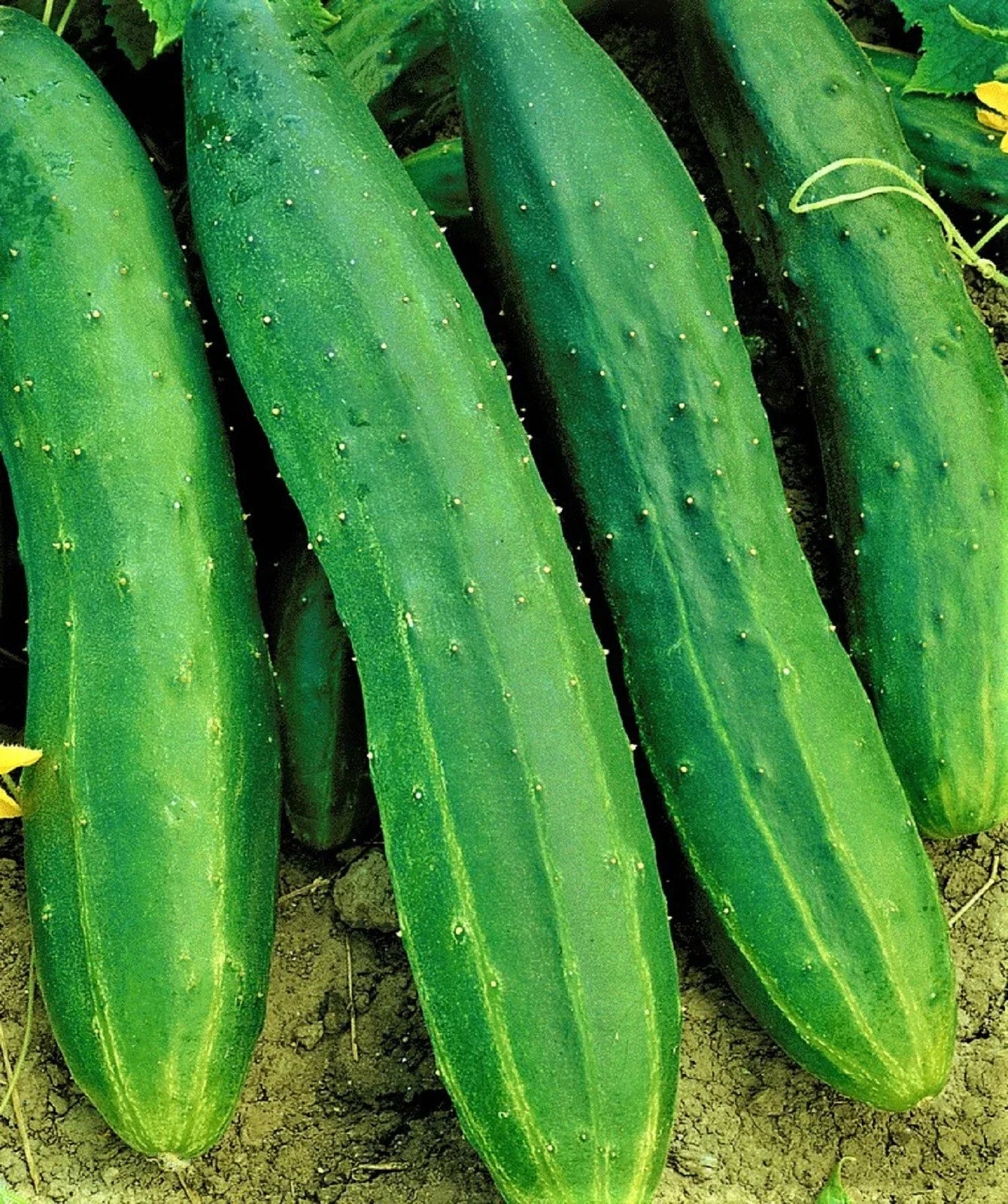 Straight Eight Cucumber Seeds - 50 Non-GMO Heirloom Seeds | Cucumis sativus
