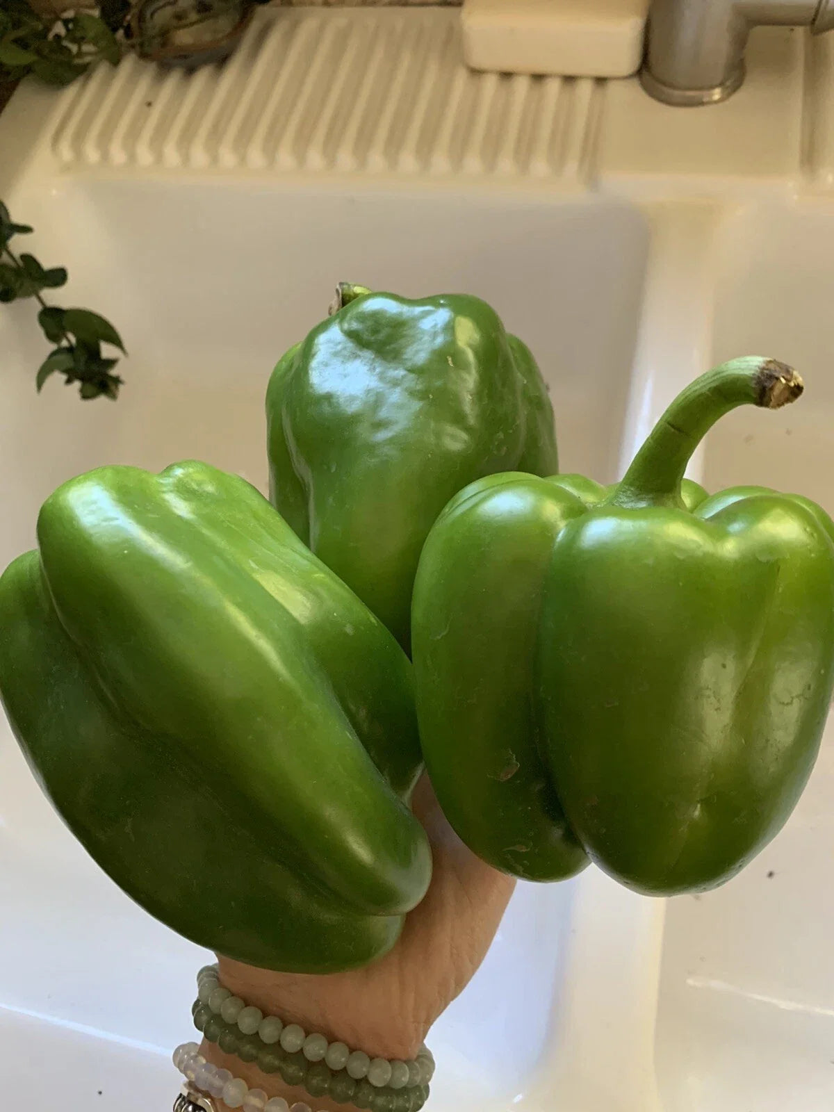 California Wonder Green Bell Pepper Seeds - 50 Heirloom Capsicum annuum Vegetable Seeds for Home Garden, Container Gardening