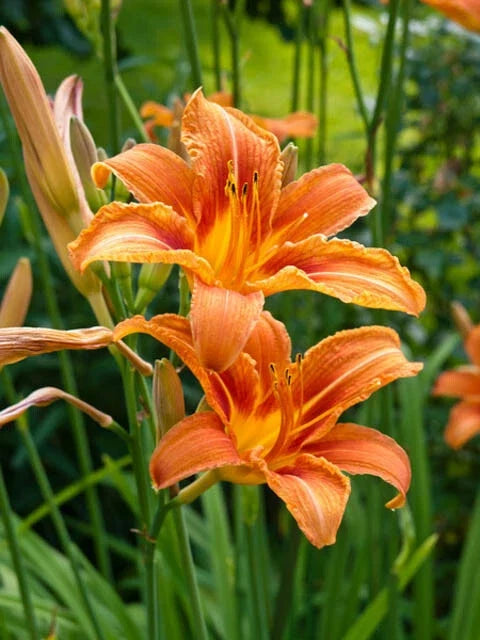 Orange Daylily Bare-root Plant - Hemerocallis, Hardy Perennial, Bright Orange Blooms, Pollinator Friendly