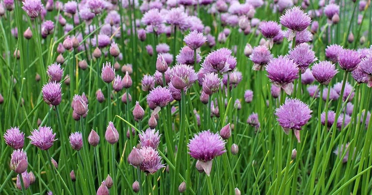 Chives Seeds, Non-GMO Allium schoenoprasum, Culinary Herb, Fast-Germinating, Multiple Sizes, Free Shipping