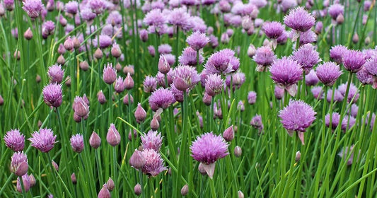 Chives Seeds, Non-GMO Allium schoenoprasum, Culinary Herb, Fast-Germinating, Multiple Sizes, Free Shipping