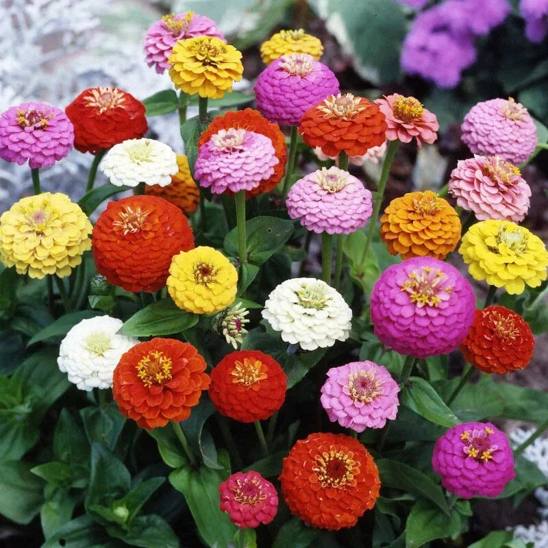 Zinnia Seeds Mix - 100+ Sprite Variety - Colorful Garden Flowers - Zinnia elegans Seeds for Pollinator Attracting Garden