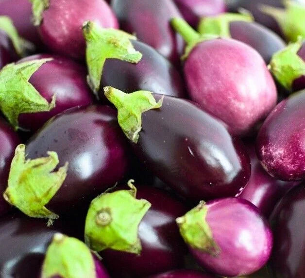 Round Eggplant Seeds 50+ Pack | Asian Culinary Vegetable | Non-GMO Solanum melongena
