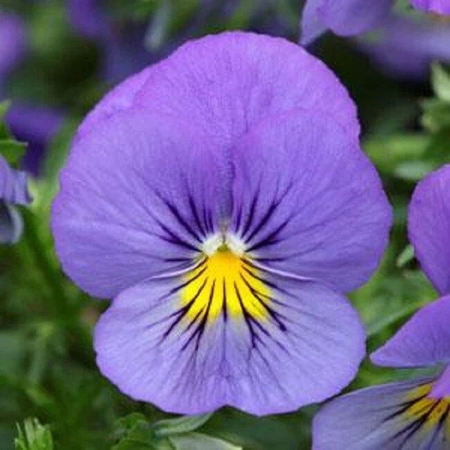 15 Pansy Seeds - Cool Wave Blue Skies Trailing Viola x wittrockiana for Hanging Baskets & Containers