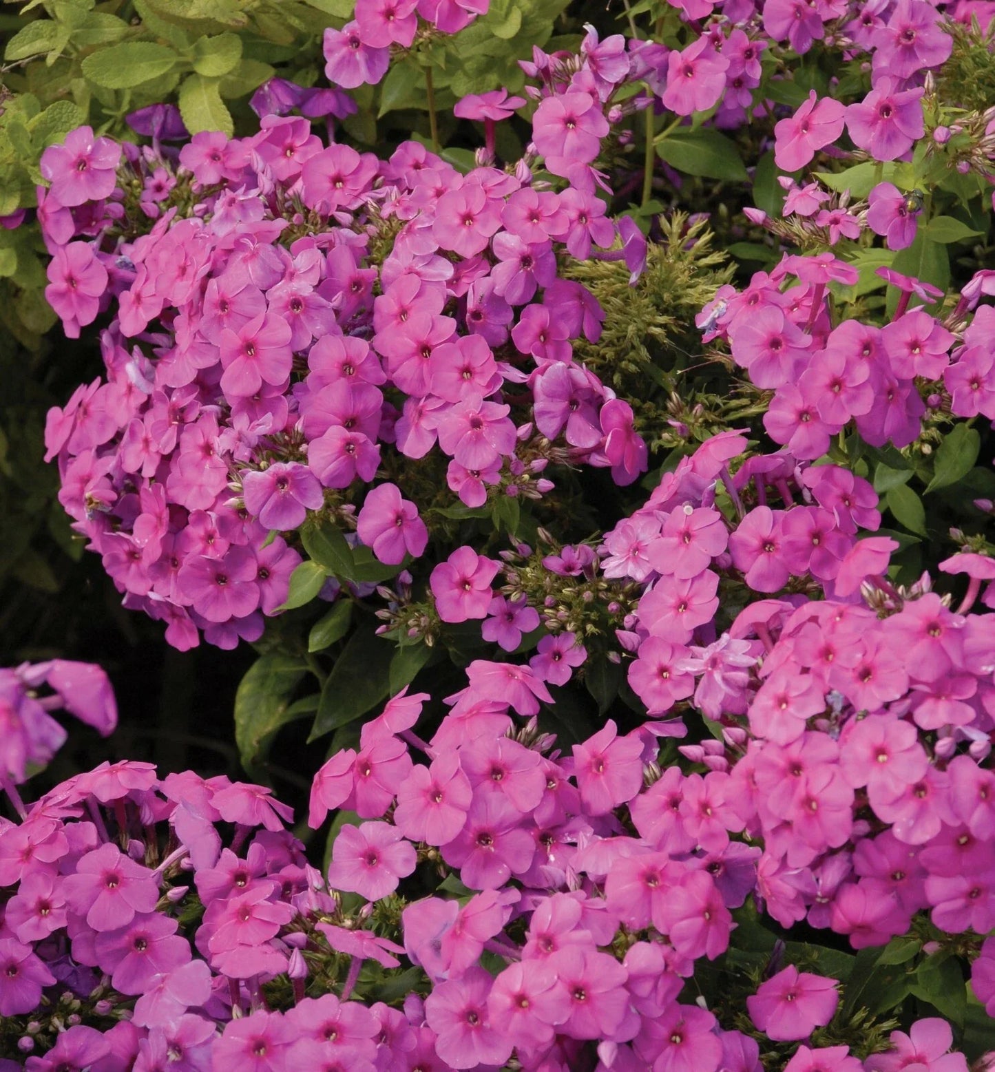 Creeping Phlox Lavender Live Starter Plants Set of 2 | Ground Cover, Phlox subulata, Full Sun
