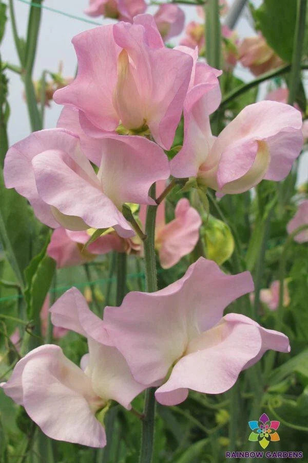 Alisa Sweet Pea Seeds – 50+ Flower Seeds for Garden Planting – Lathyrus odoratus – Climbing Vine – Vibrant Colors & Fragrance