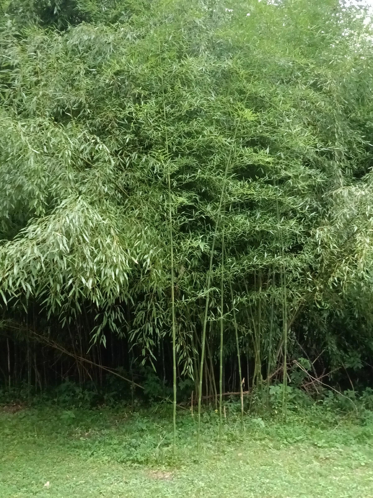 Mosso Bamboo Roots - 2 Pieces for Planting - Phyllostachys edulis - Fast-Growing, Clumping Bamboo for Garden or Landscape