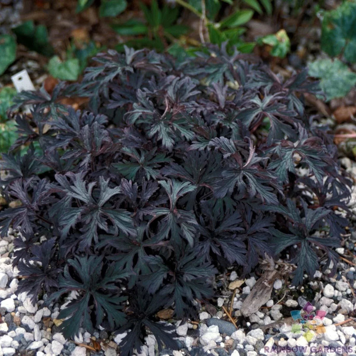 25+ Victor Reiter Junior Geranium Seeds Pelargonium x hortorum Garden Variety Seed Packet for Outdoor & Container Planting