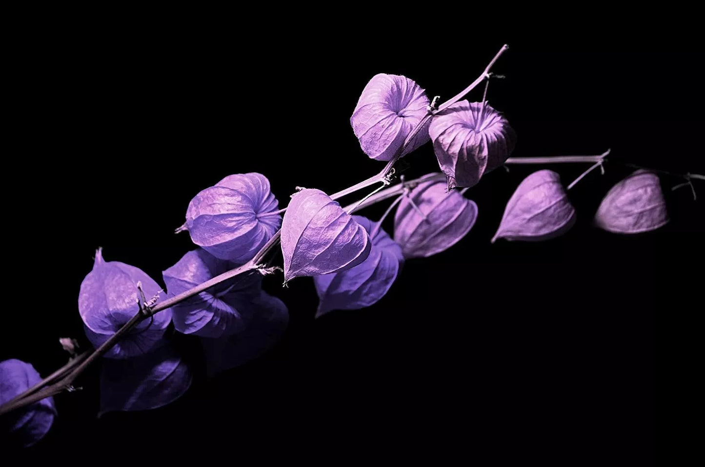 Purple Chinese Lantern Seeds - 100 Pack for Planting - Physalis alkekengi with Lantern-Shaped Blooms